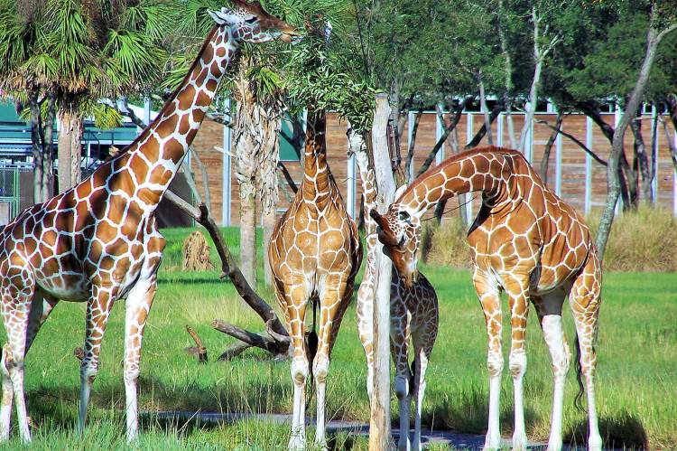 Giraffes