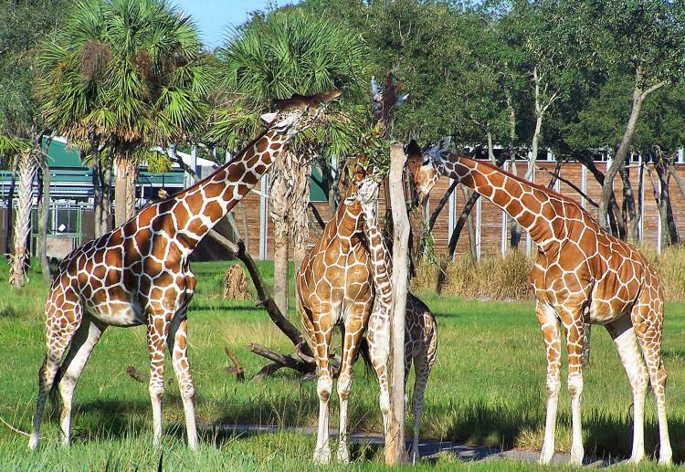 Giraffes