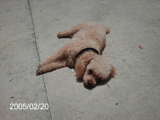 gizmo lucy