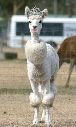 Glam Alpaca