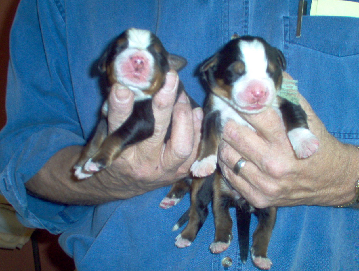 Gordon and Flash