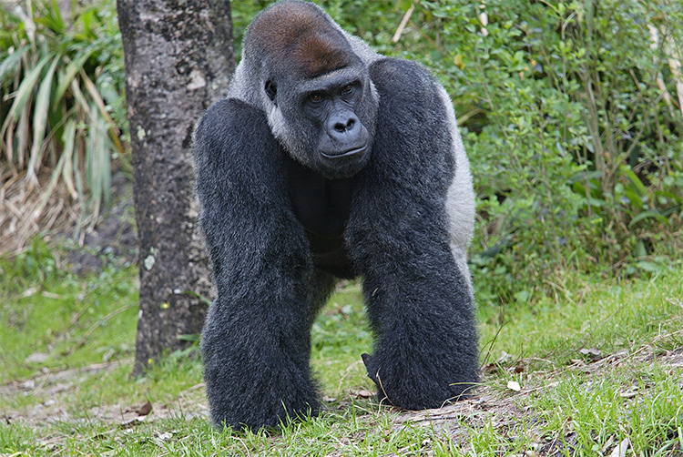 Gorilla 2