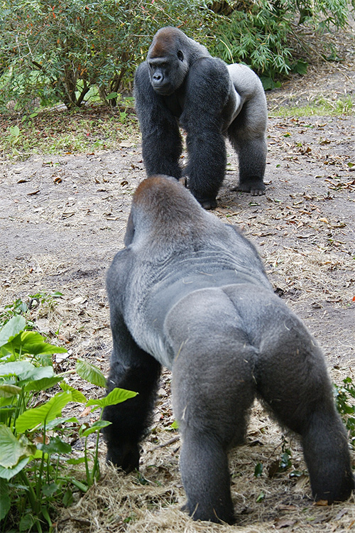 Gorilla face-off