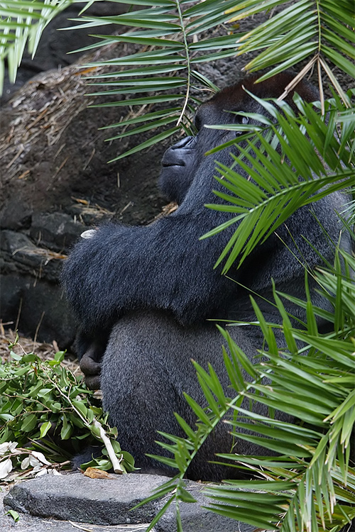 Gorilla hiding