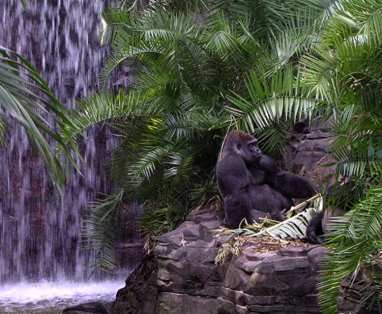 Gorilla In The Mist