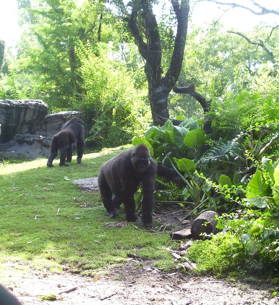 gorilla