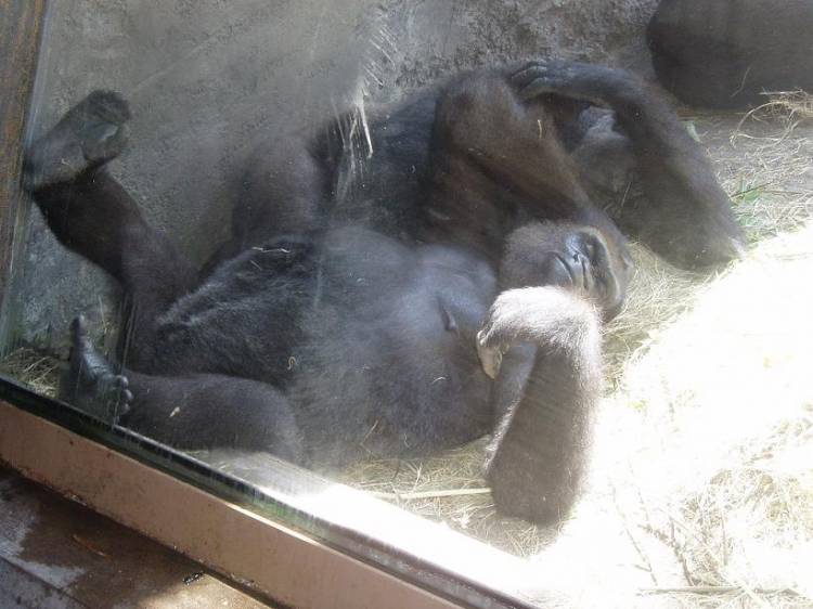 gorilla