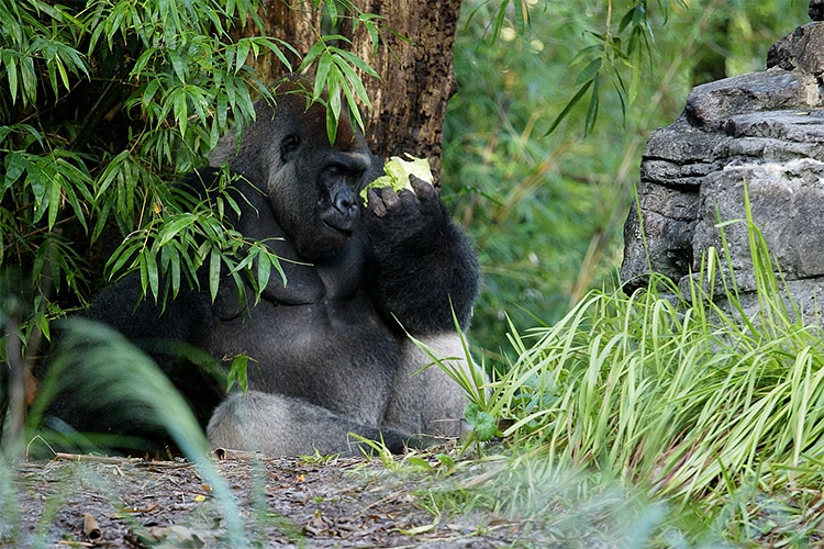 Gorilla