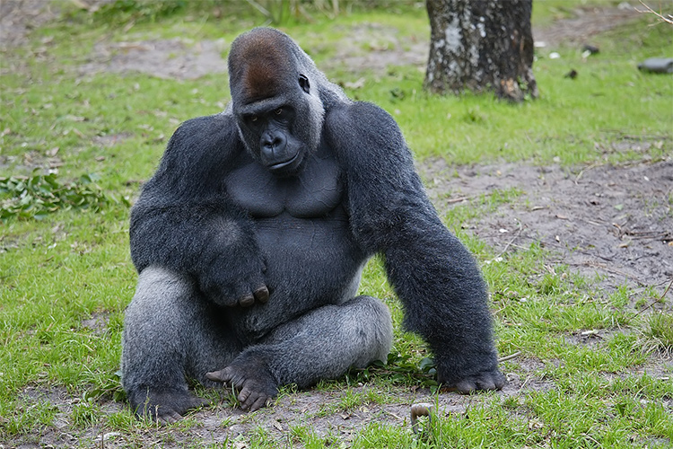 GQ Gorilla