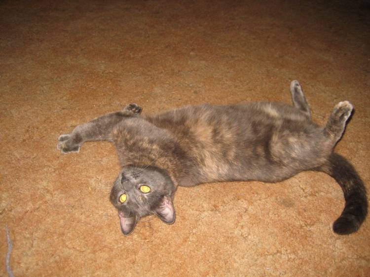 Gracie