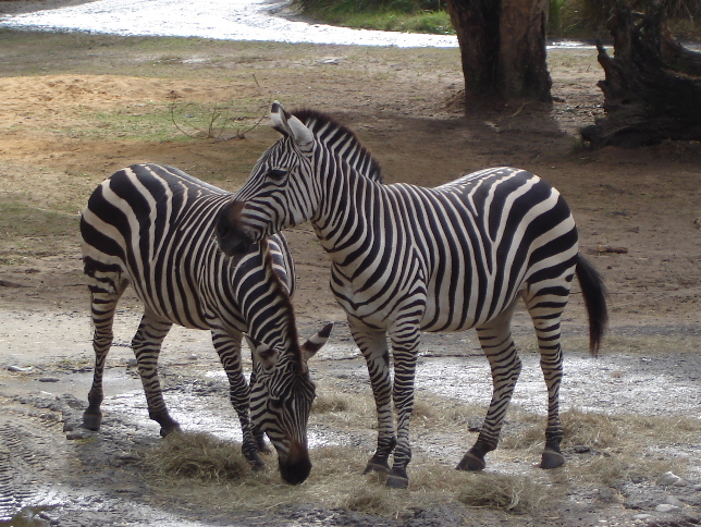 Grant's Zebras