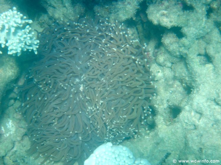 Great Barrier Reef