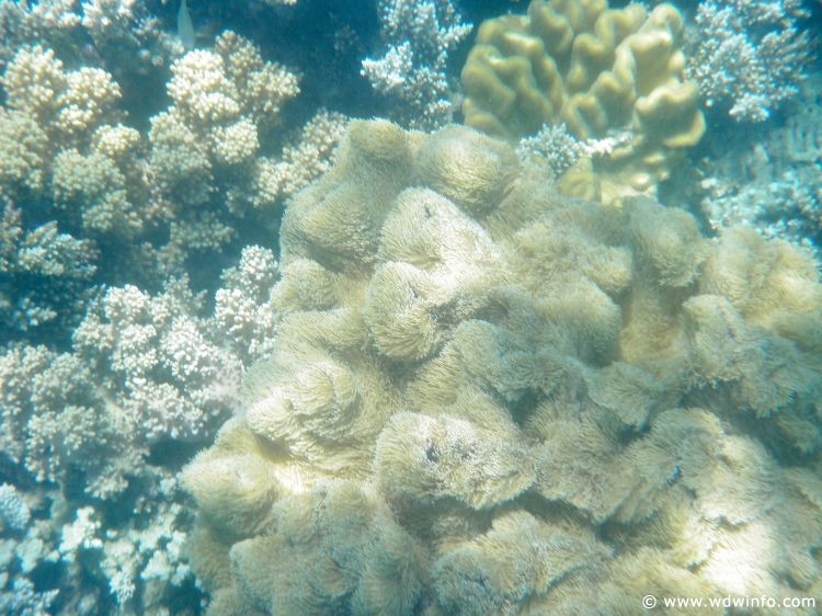 Great Barrier Reef