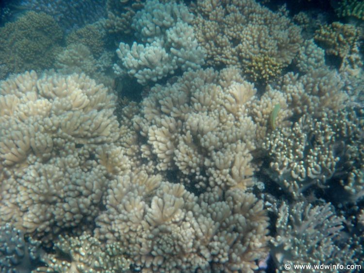 Great Barrier Reef