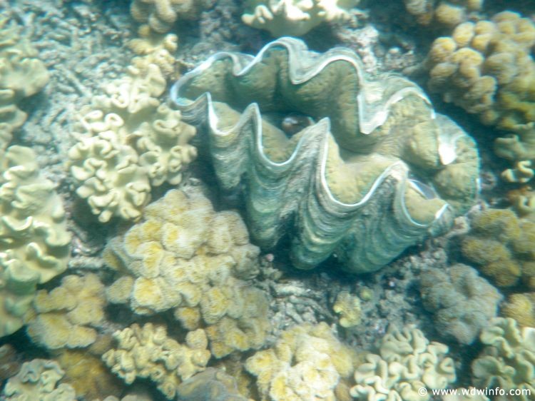 Great Barrier Reef