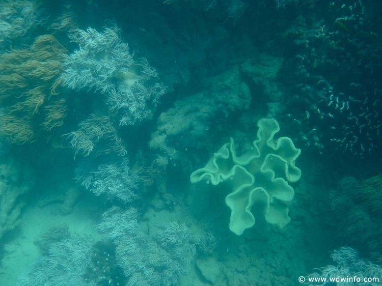 Great Barrier Reef