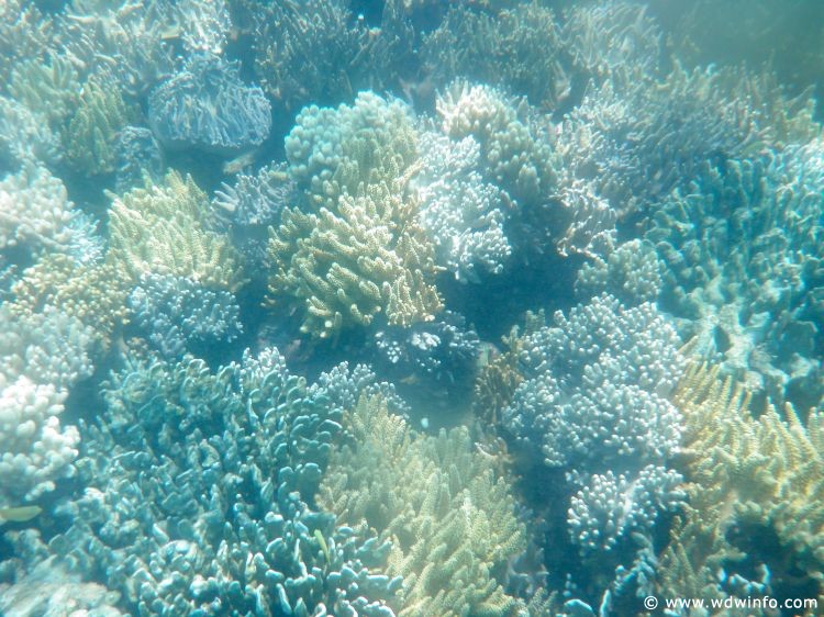 Great Barrier Reef