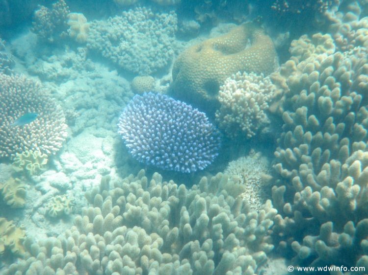 Great Barrier Reef