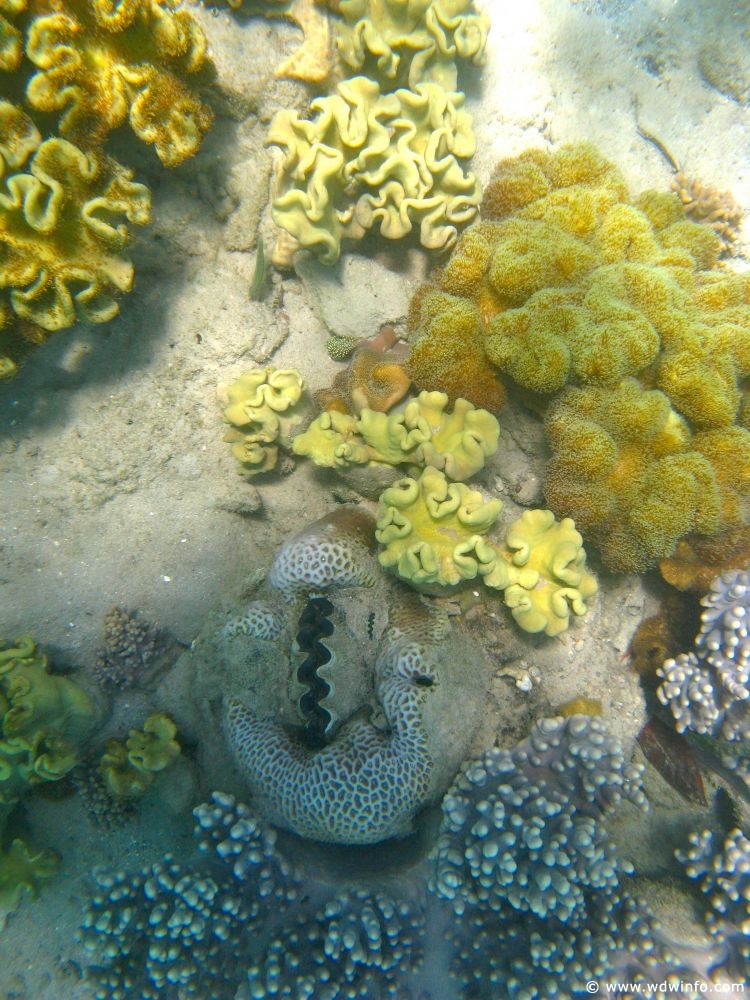 Great Barrier Reef