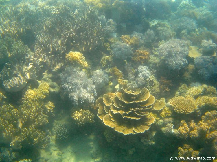 Great Barrier Reef