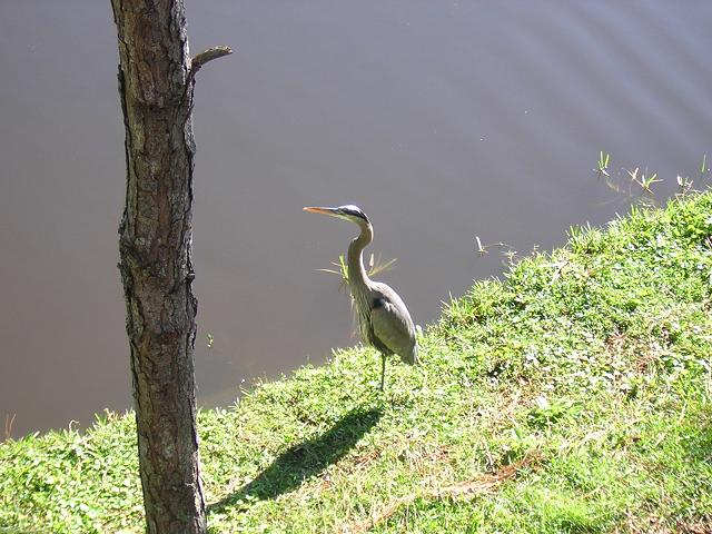 Great Blue Heron