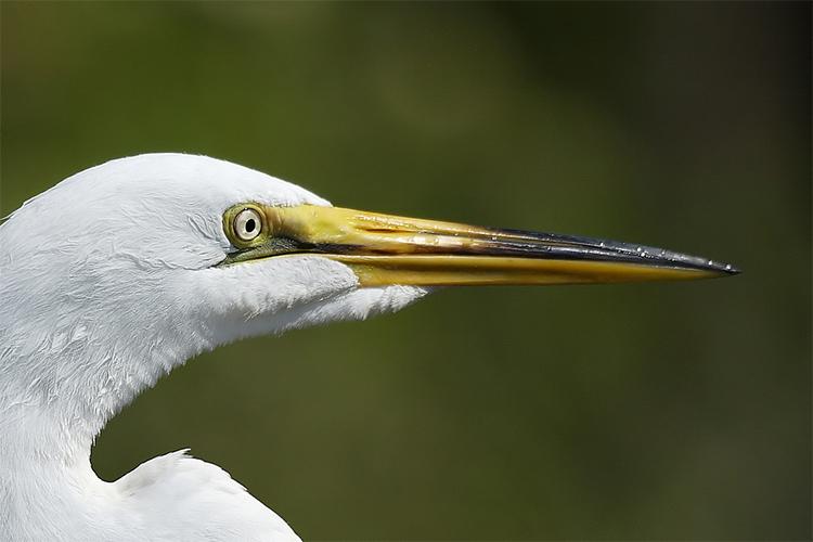 Great Egret portrait