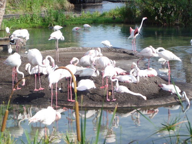 Greater Flamingo