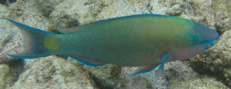 Green Parrotfish