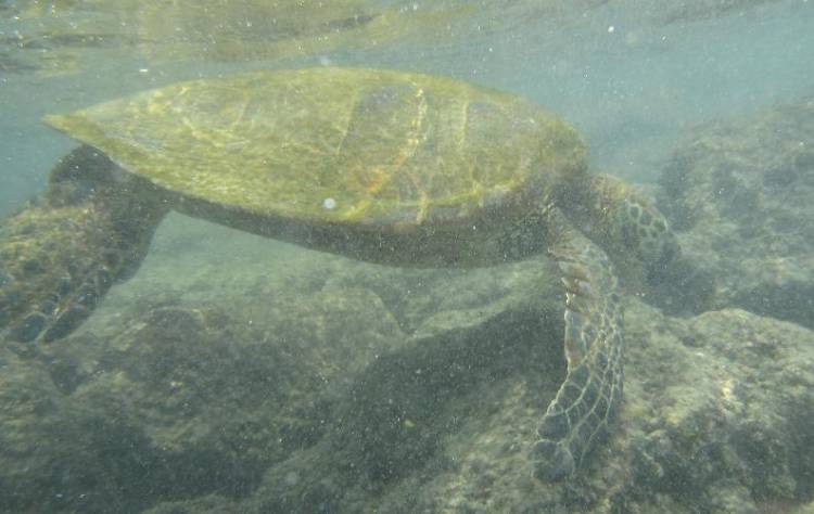 Green Sea Turtle