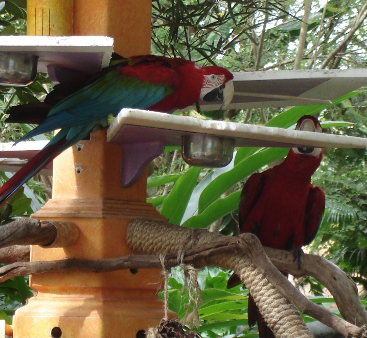 Green-winged Macaws