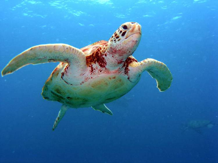 Green_Turtle_1
