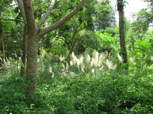 Greenery at Bus Stop