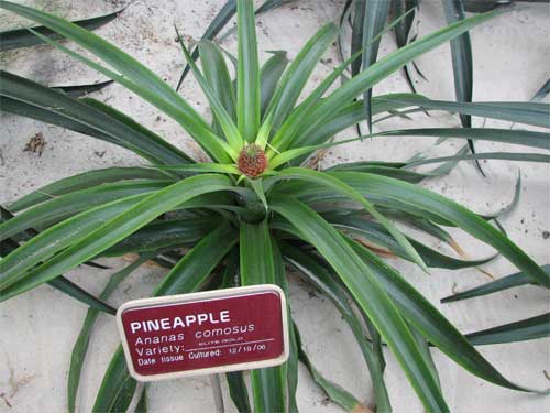 Greenhouse-Tour---Pineapple