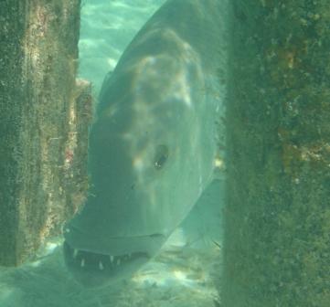 Grouper at Castaway Cay