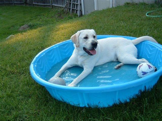 Gus-gus in his pool
