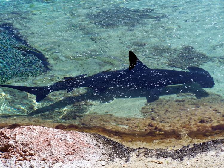 Hammerhead at Atlantis.