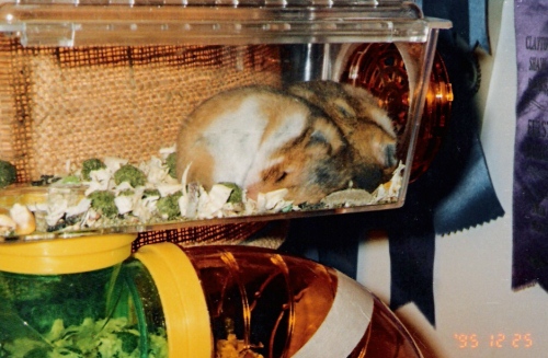hamsters