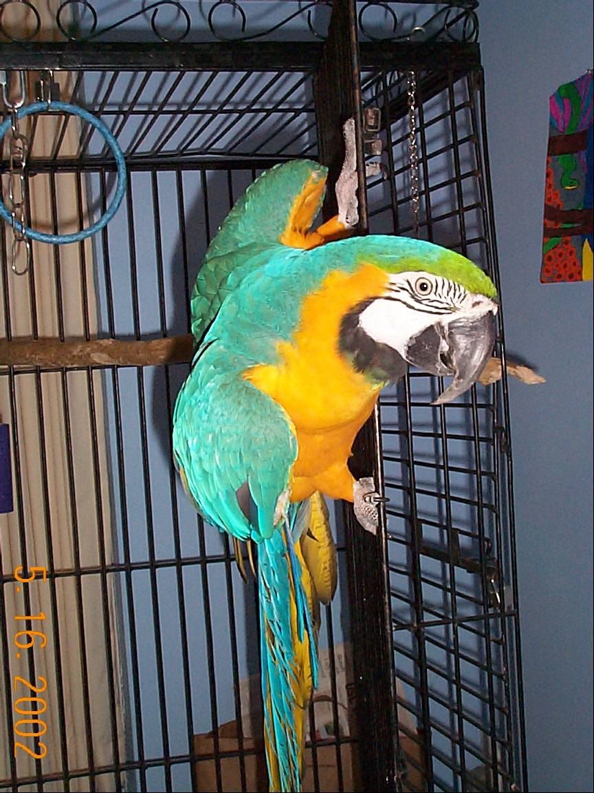 hang