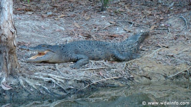 Hartley's Crocodile Farm