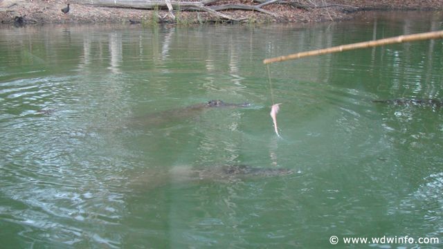 Hartley's Crocodile Farm