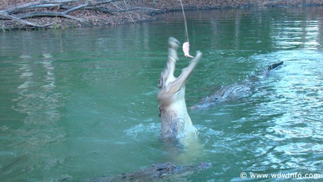 Hartley's Crocodile Farm