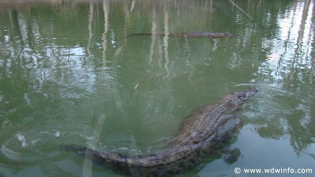 Hartley's Crocodile Farm