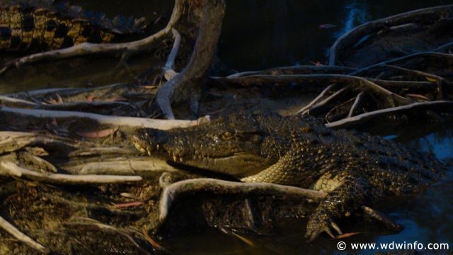 Hartley's Crocodile Farm