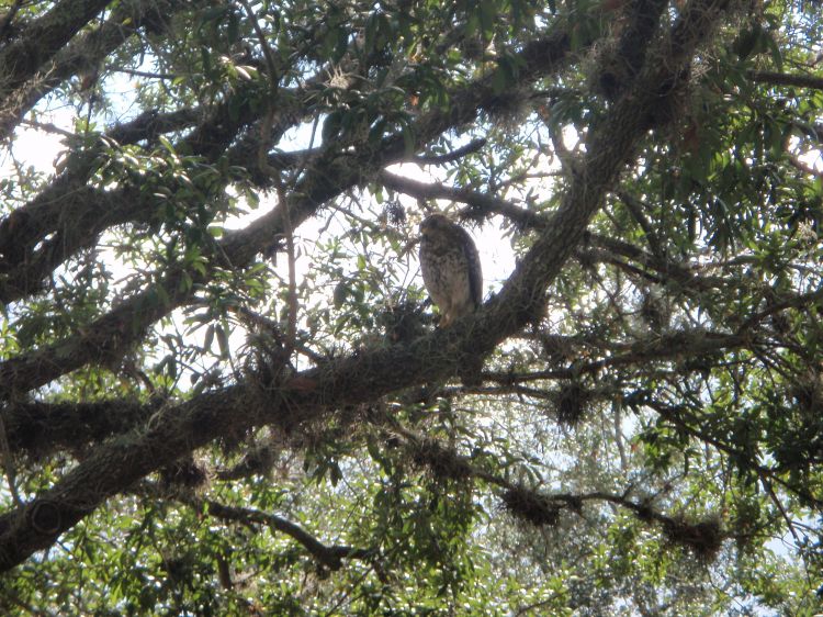 Hawk