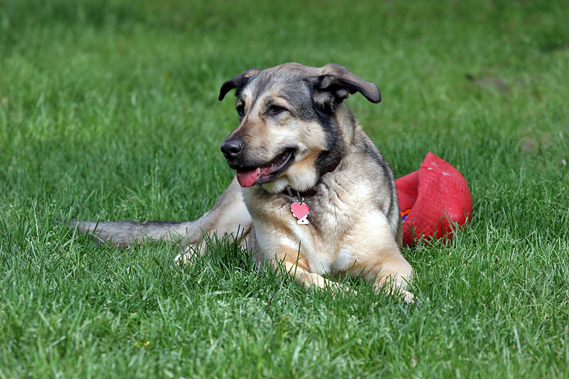 Heidi