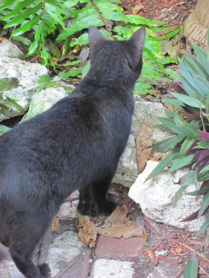 Hemingway House