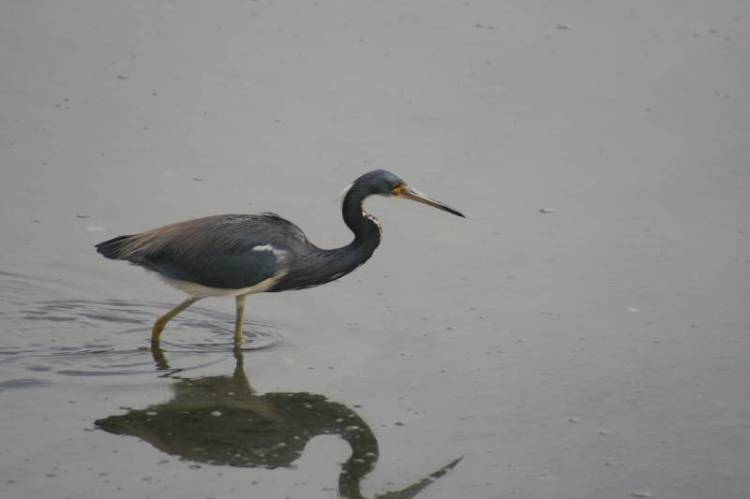 Heron1