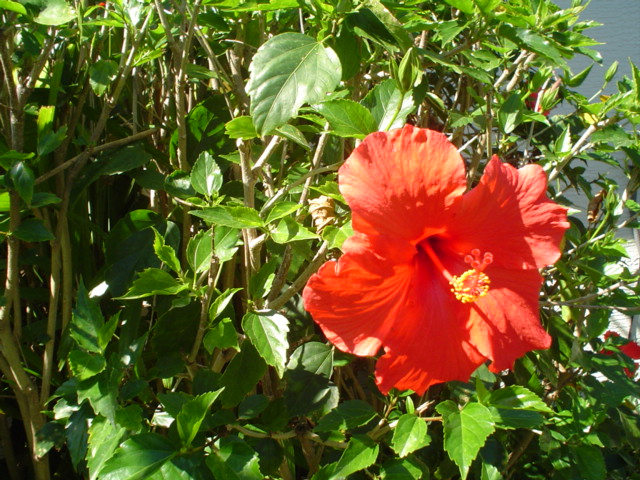 Hibiscus