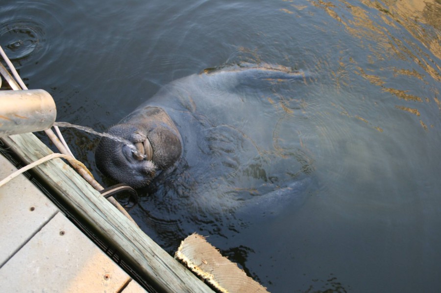 Hilton Head Manatee