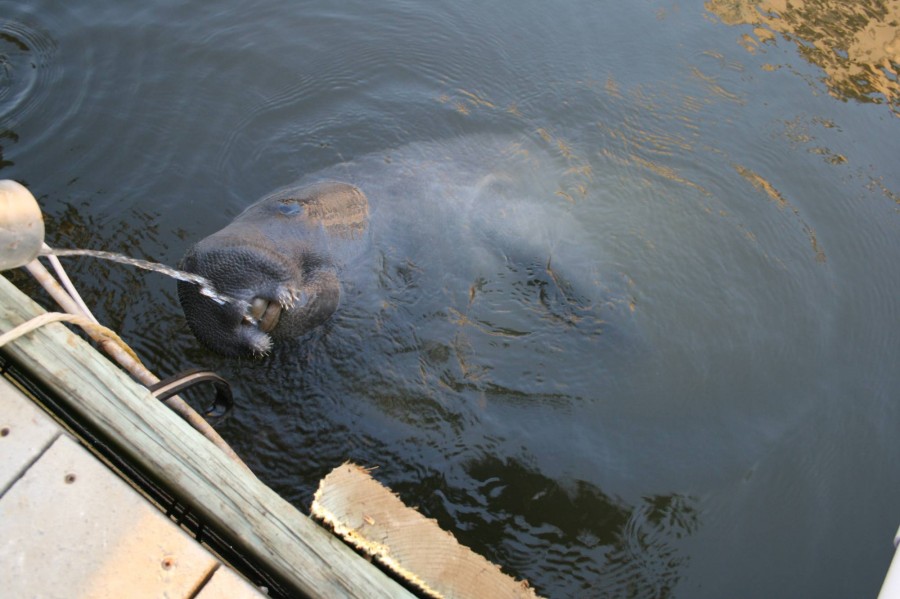 Hilton Head Manatee